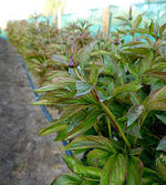 1 kpl Kiinanpioni 'Candy Stripe'