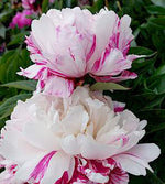 1 kpl Kiinanpioni 'Candy Stripe'