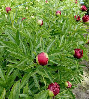 1 kpl Pioni 'Eliza Lundy'