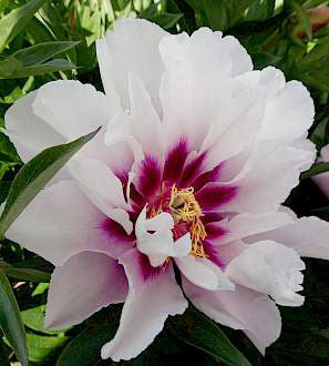 1 kpl Itoh-pioni ’Cora Louise’