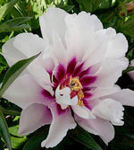 3 kpl Itoh-pioni ’Cora Louise’