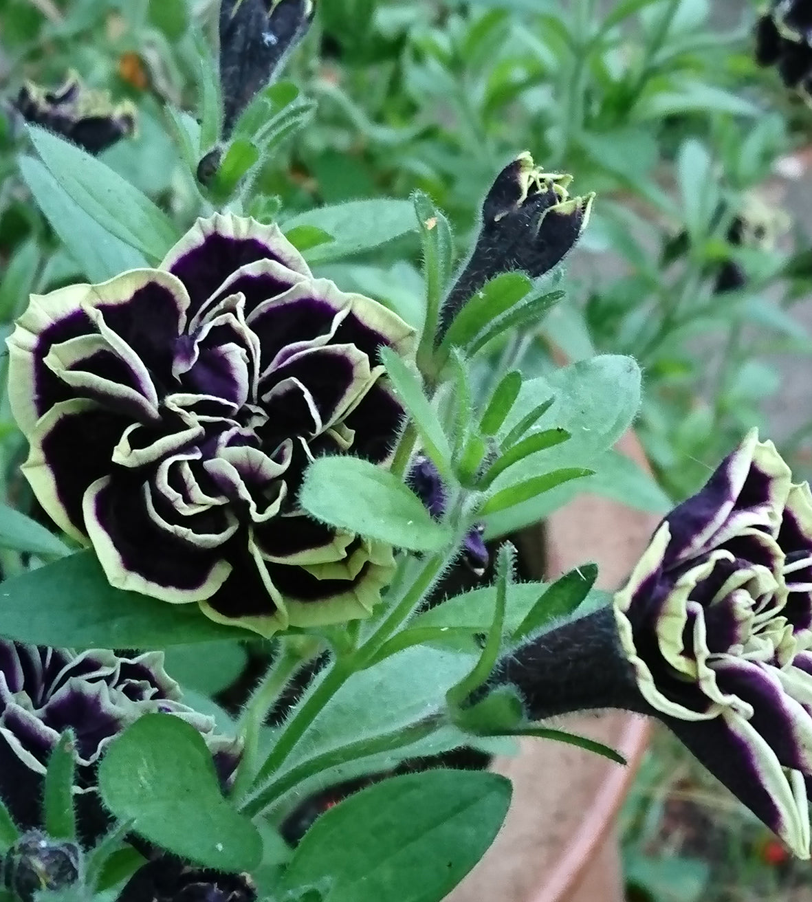 4 kpl Petunia ’Midnight Gold’