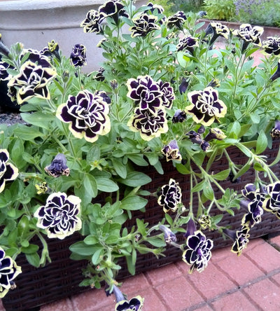 4 kpl Petunia ’Midnight Gold’