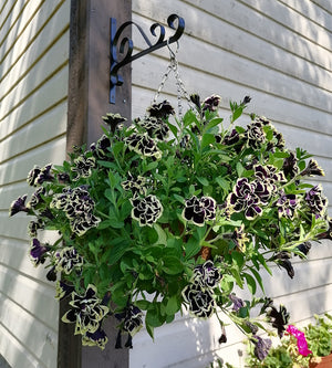 4 kpl Petunia ’Midnight Gold’