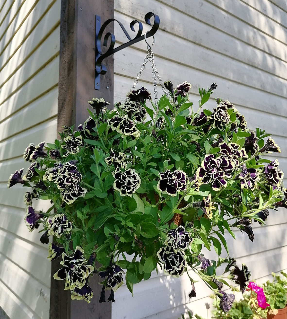 4 kpl Petunia ’Midnight Gold’