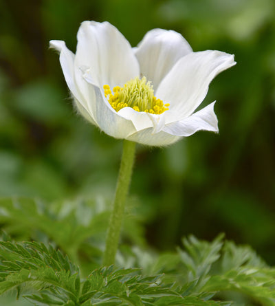 3 kpl Tarhakylmänkukka ’Alba’