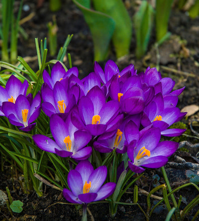 10 kpl Krookus 'Flower Record’