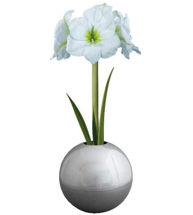 1  kpl Amaryllis X-Mas Ball White