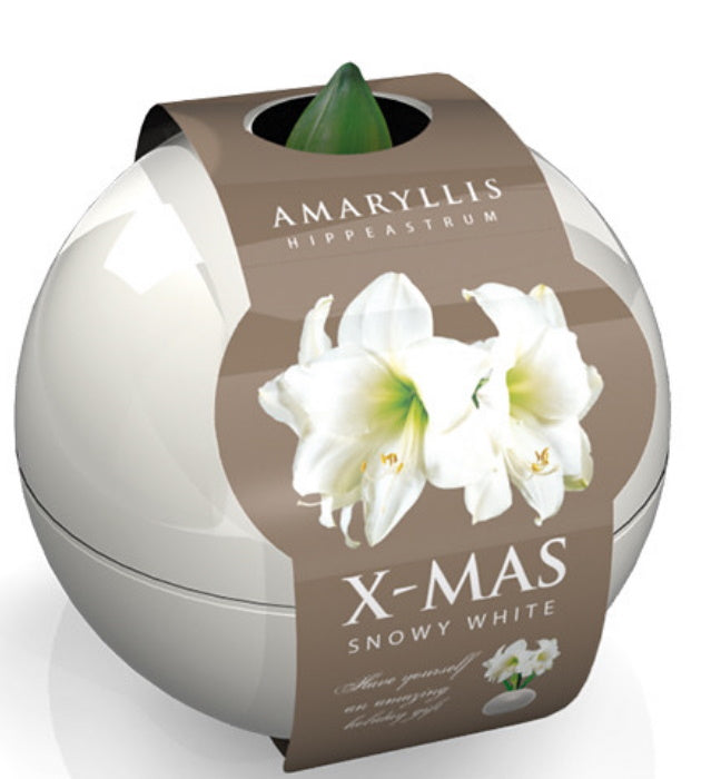 1  kpl Amaryllis X-Mas Ball White